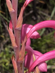 Watsonia fourcadei