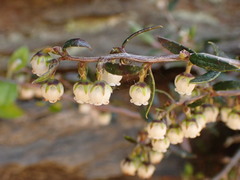 Gaultheria macrostigma