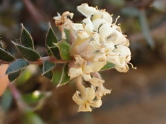 Pimelea pseudolyallii
