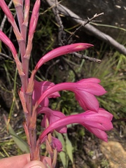 Watsonia fourcadei