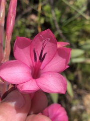 Watsonia fourcadei