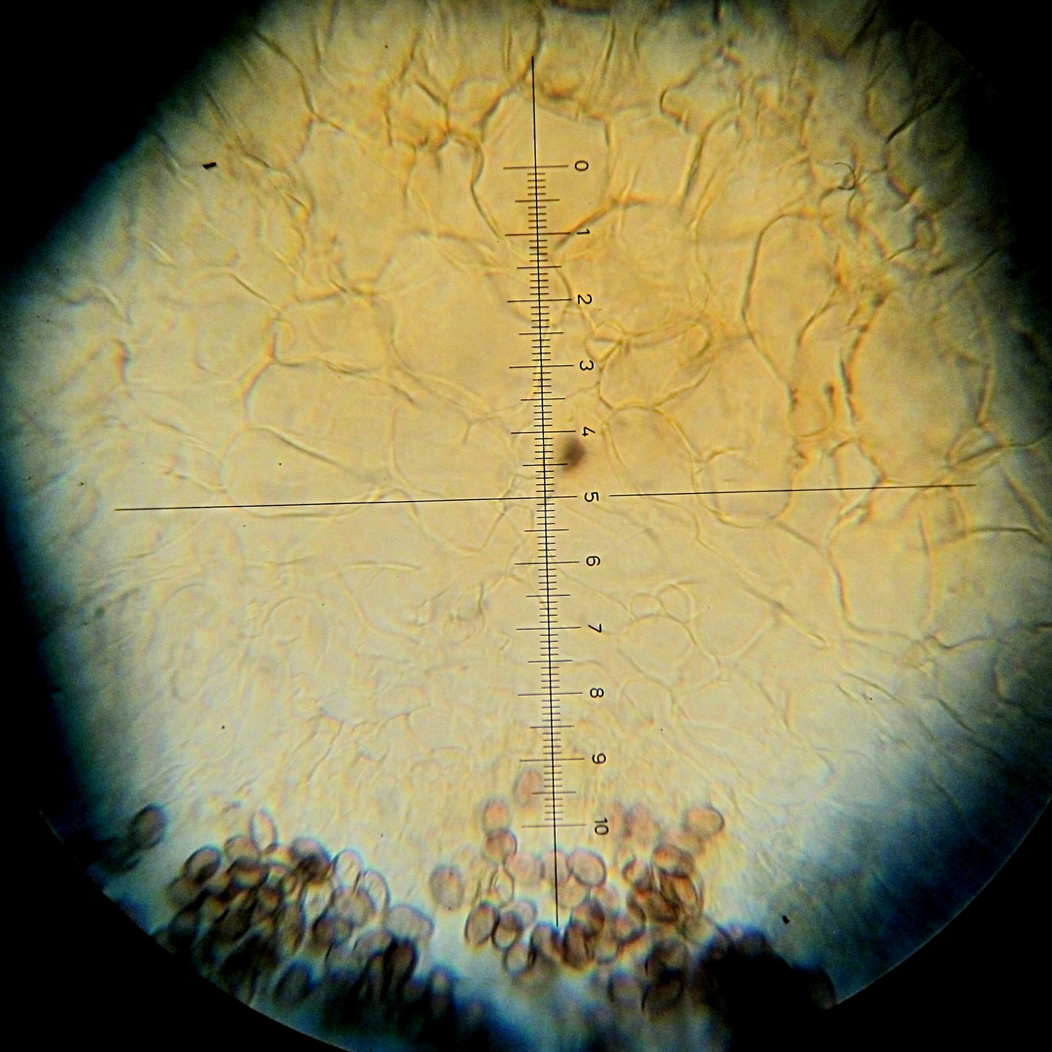 Psilocybe hoogshagenii var. hoogshagenii image
