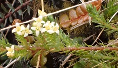 Kelleria laxa