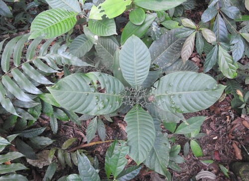Psychotria limonensis, 2025-09-27