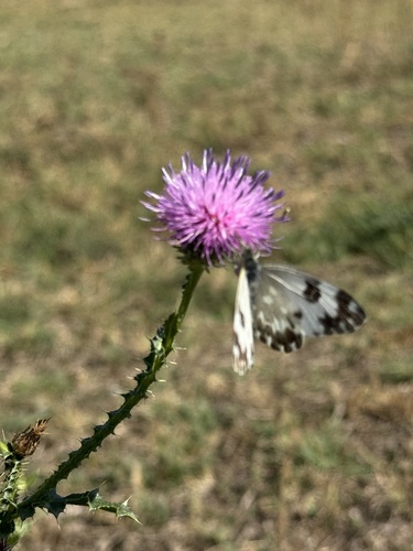 Eastern Bath White