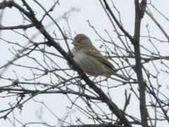 Sicalis taczanowskii