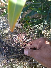 Pelargonium trifoliolatum