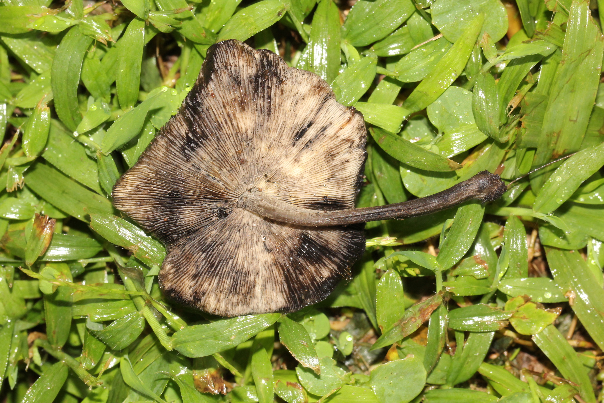 Hydropus nigrita image