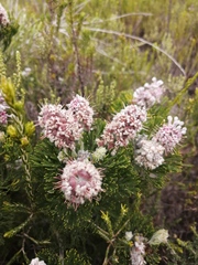 Paranomus abrotanifolius