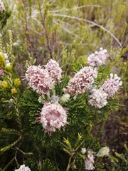 Paranomus abrotanifolius