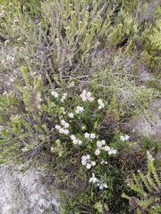 Paranomus abrotanifolius