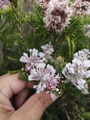 Paranomus abrotanifolius