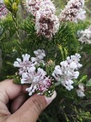 Paranomus abrotanifolius