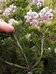 Paranomus abrotanifolius