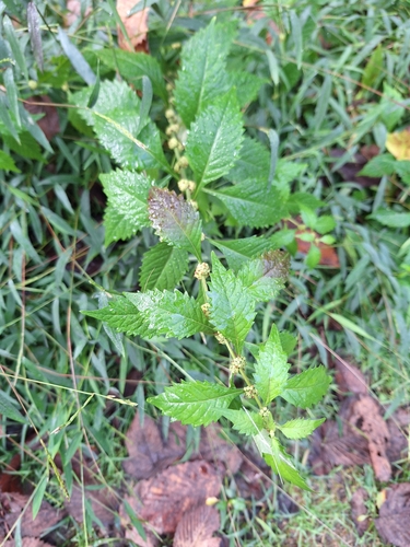Virginia water horehound (Lycopus virginicus)