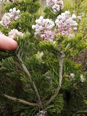 Paranomus abrotanifolius