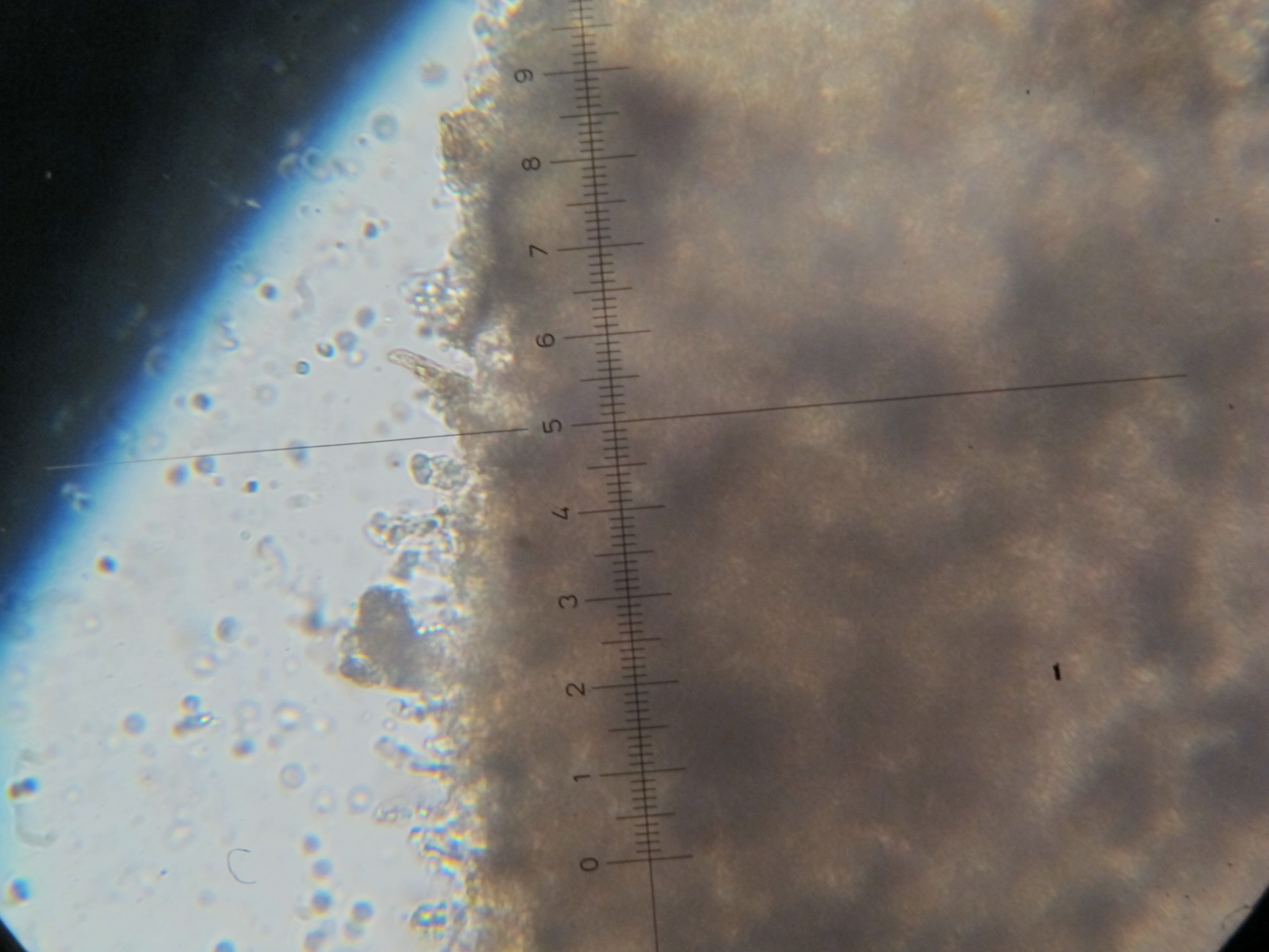Hydropus nigrita image