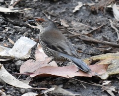 Climacteris erythrops