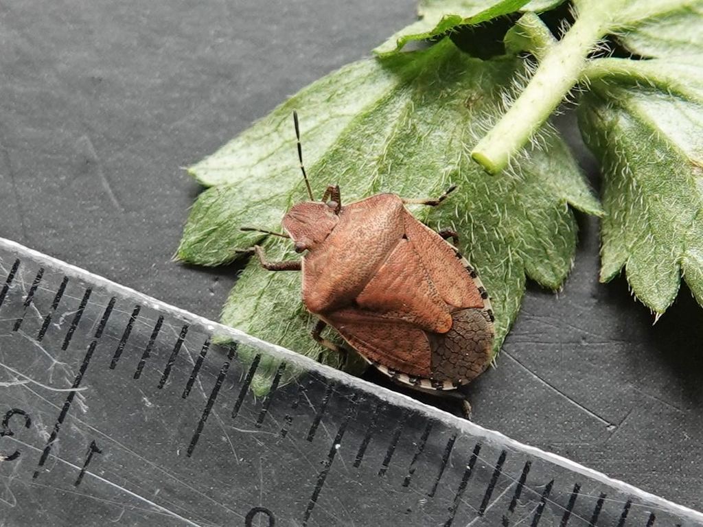 Brown shield bug