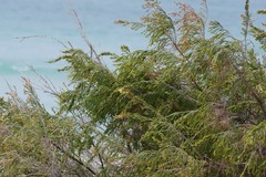 Passerina rigida