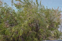 Passerina rigida