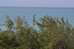 Passerina rigida