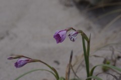 Gladiolus gueinzii