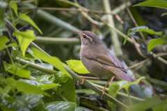 Phylloscopus schwarzi