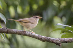 Phylloscopus schwarzi