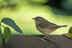 Phylloscopus schwarzi