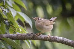 Phylloscopus schwarzi