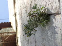 Podonosma orientalis