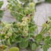 Silene crassifolia primuliflora - Photo (c) Craig Peter,  זכויות יוצרים חלקיות (CC BY-NC), הועלה על ידי Craig Peter