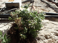 Podonosma orientalis