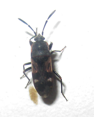 Lanchnophorus singalensis