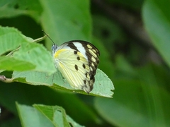 Belenois calypso calypso