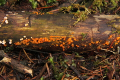 Amber jelly roll (Dacrymyces stillatus)