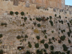 Podonosma orientalis