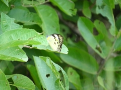 Belenois calypso calypso