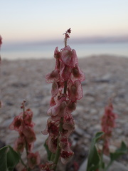 Rumex cyprius
