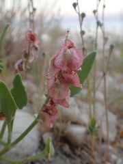 Rumex cyprius