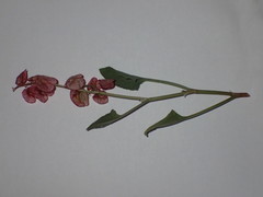 Rumex cyprius