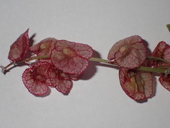 Rumex cyprius