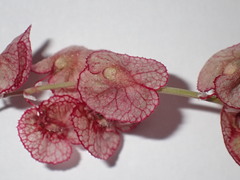 Rumex cyprius