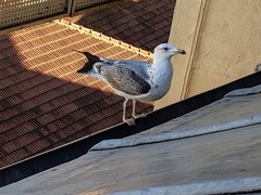 Larus michahellis