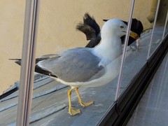 Larus michahellis