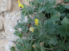 Hyoscyamus aureus