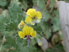 Hyoscyamus aureus