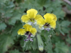 Hyoscyamus aureus