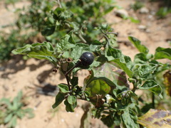 Solanum nigrum